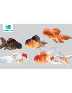 Tete De Lion Mix 11-12 Cm