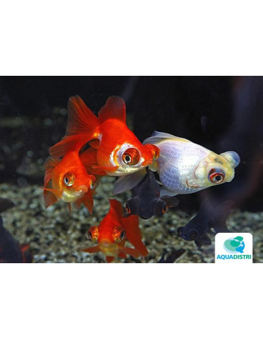 Telescop Yeux Mix 8-9 Cm