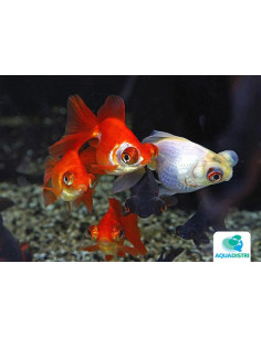 Telescop Yeux Mix 9-10 Cm