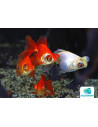 Telescop Yeux Mix 9-10 Cm