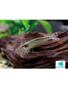 Caridina Japonica 2-2,5cm