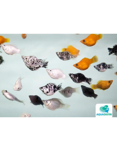 Molly latipinna Ballon Mixed (Poecilia latipinna Ballon Mixed) 2,5-3cm