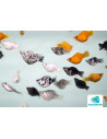 Molly latipinna Ballon Mixed (Poecilia latipinna Ballon Mixed) 2,5-3cm