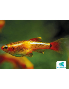 Tanichthys Albonubes Gold 1,5-2cm