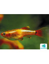 Tanichthys Albonubes Gold 2-2,5cm