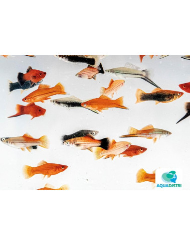 Xiphophorus Hellerii Mix 5-6cm