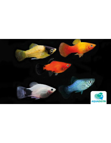 Platy Mix 3-3,5cm
