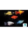 Platy Mix 3-3,5cm
