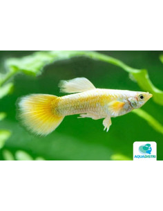 Guppy Gold mâle (Poecilia reticulata Gold) 3,5-4cm