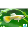 Poecilia Reticulatus Gold (M) 3,5-4cm
