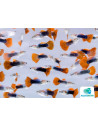Guppy Half Black Red Delta Neon mâle (Poecilia reticulata Half Black Red Delta Neon) 3,5-4cm