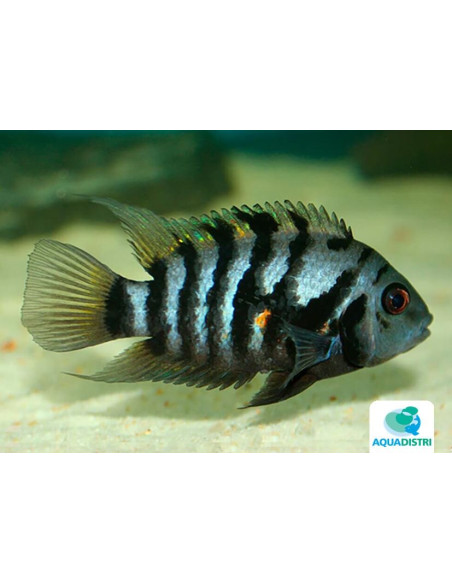 Amatitlania Nigrofasciata 3,5-4cm