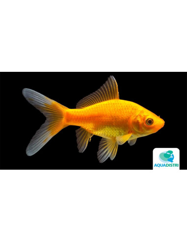 Poisson Jaune 12-15 cm