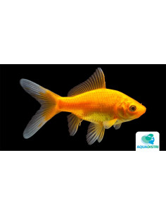 Poisson Jaune 20-25 Cm