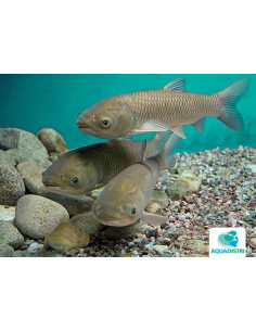Carpe herbivore (Ctenopharyngodon idella) 8-11 Cm