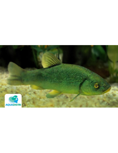 Tanche Vert 8-11cm