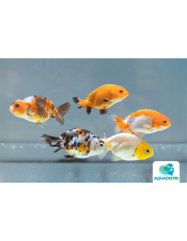 Ranchu Mix 12-13 Cm