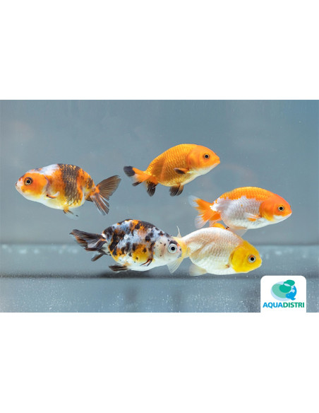 Ranchu Mix 8-9 Cm