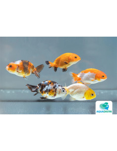 Ranchu Mix 7-8 Cm