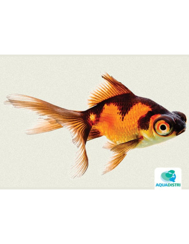 Voile Rouge-Noir 6-7 Cm