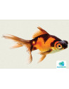 Voile Rouge-Noir 6-7 Cm