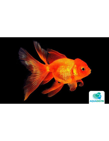 Tete De Lion Rouge 16-17 Cm