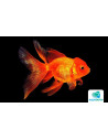 Tete De Lion Rouge 16-17 Cm