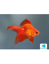 Ryukin Rouge 9-10 Cm