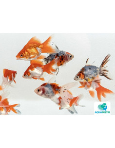 Ryukin Mix 7-8 Cm