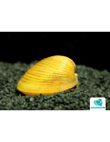Palourde Corbicula dorée (Corbicula javanicus Gold) 1-2cm
