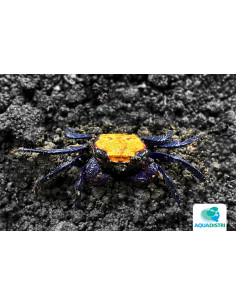 Geosesarma aristocratensis – 2–2,5 cm (Wild)