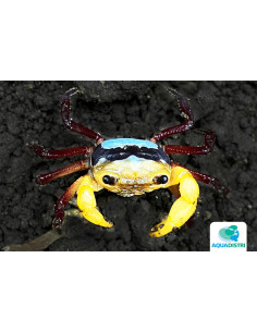Crabe Lepidothelphusa menneri (Lepidothelphusa menneri) 3-4cm Wild