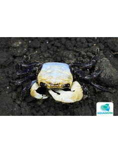 Crabe Lepidothelphusa padawan (Lepidothelphusa padawan) 2-2,5cm Wild