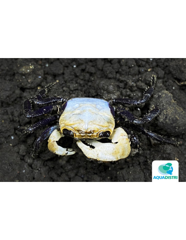 Lepidothelphusa Padawan 2-2,5 Cm Wild