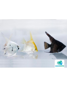 Scalaire Mix (Pterophyllum scalare) 4-5cm