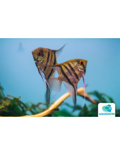 Scalaire Zebra (Pterophyllum scalare) 3-4cm