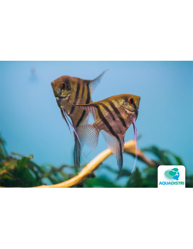 Scalaire Zebra (Pterophyllum scalare) 4-5cm