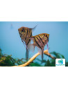 Scalaire Zebra (Pterophyllum scalare) 4-5cm