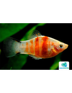 Platy Red Tiger Zebra 2,5-3cm