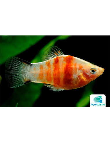 Platy Red Tiger Zebra 2,5-3cm