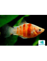 Platy Red Tiger Zebra 2,5-3cm