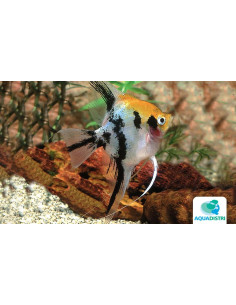Scalaire Mix Blushing Red Head (Pterophyllum scalare) 4-5cm