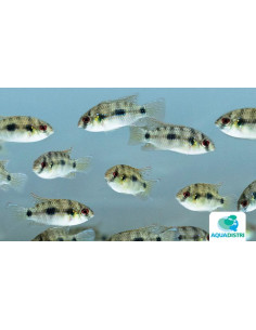 Cichlidé papillon africain (Anomalochromis thomasi) 2-2,5cm