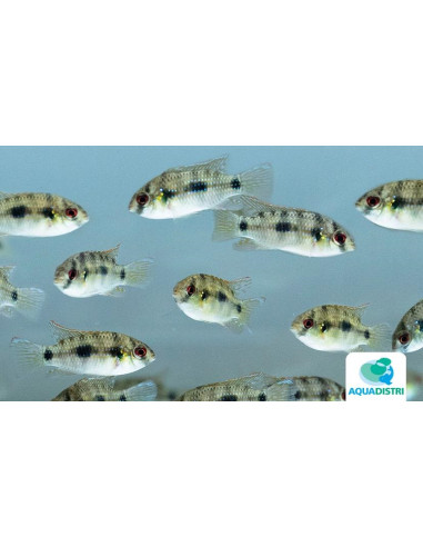 Cichlidé papillon africain (Anomalochromis thomasi) 4-5cm