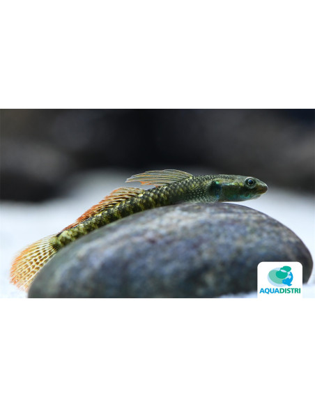 Gobie Stiphodon ornatus (Stiphodon ornatus) 4-5cm Wild