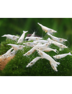 Neocaridina palmata "Snowstorm" 1-1.5cm