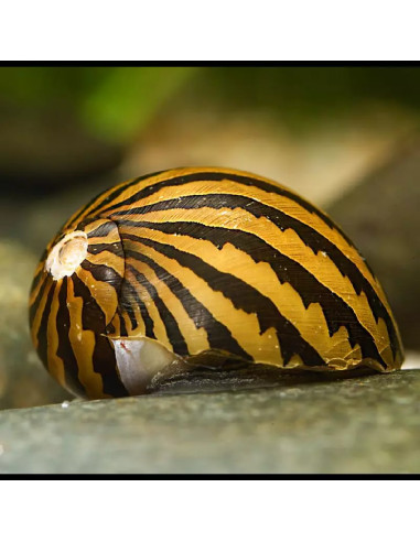 Néritine Turrita (Neritina turrita) 1-1,5cm