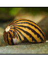 Néritine Turrita (Neritina turrita) 1-1,5cm