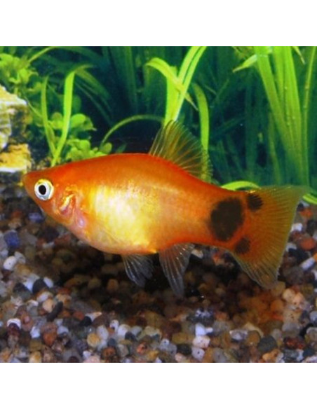Platy Mix (Xiphophorus maculatus) 2,5-3cm