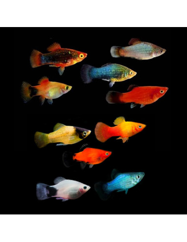 Platy Mix (Xiphophorus maculatus) 2,5-3cm